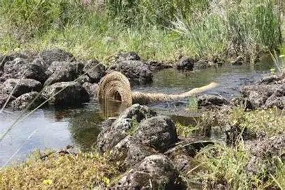 Celebrating Australia’s First Aquaculturists